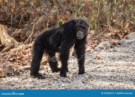 Male Chimpanzee Standing On All Four Stock Photo - Image: 43542213