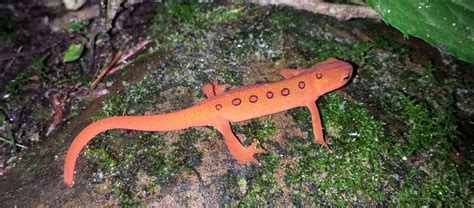 The Eastern Newt | Critter Science