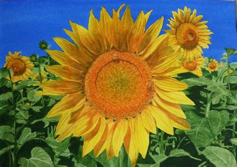 Sunflower Field | Sunflower fields, Watercolor art, Painting