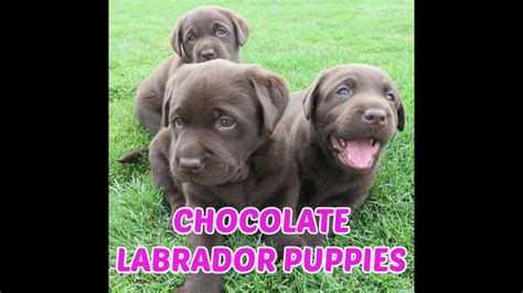 Chocolate Lab Puppies - YouTube