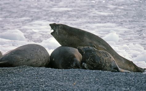 Southern Elephant Seals (Mirounga leonina), Antarctic Peni… | Flickr