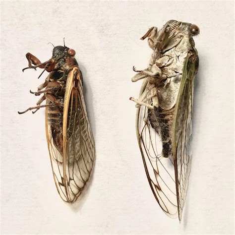 A brood X cicada vs a normal seasonal cicada that I found as a kid : r ...