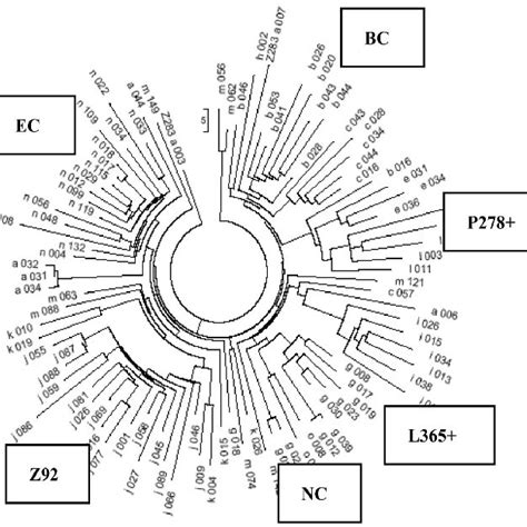 (PDF) Haplogroup R1a, Its Subclades and Branches in Europe During the Last 9,000 Years