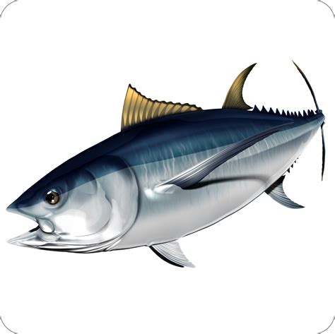 Albacore – Digital Fish Art