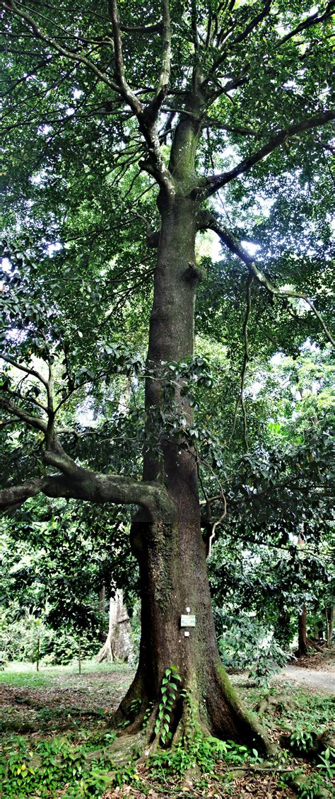 A gutta-percha tree in the Bogor Botanical Garden planted in 1880s