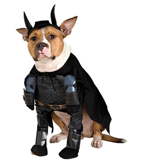 The Best Superhero Dog Costumes for Halloween 2019