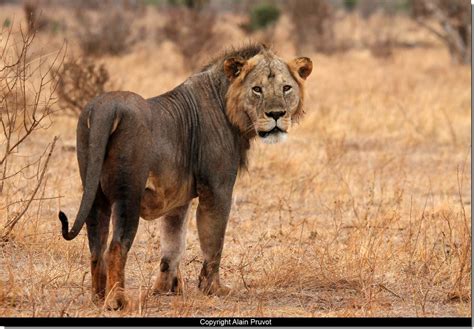 Tsavo lions are a distinct variety of Masai lions (Panthera leo nubica ...