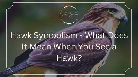 Hawk Symbolism - What Does It Mean When You See a Hawk?