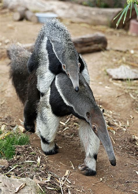 50 Years of Giant Anteaters! | Reid Park Zoo