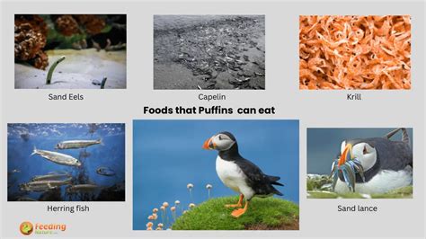 What Do Puffins Eat? A Culinary Adventure - Feeding Nature