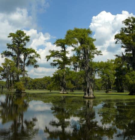 Bald Cypress: The State Tree of Louisiana - Owlcation