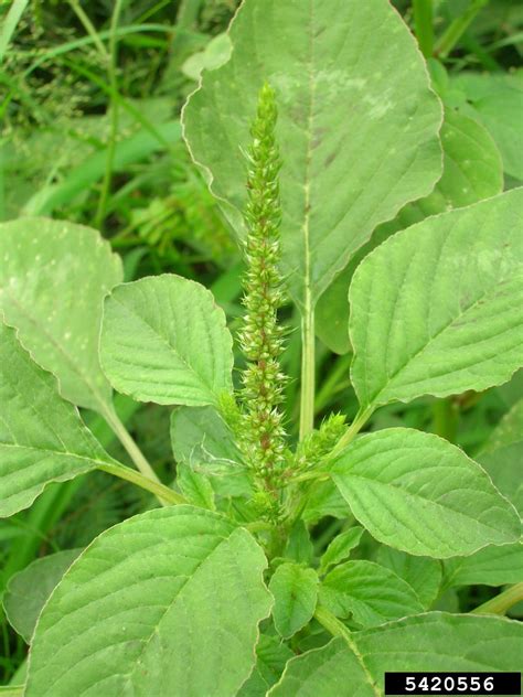 spiny amaranth (Amaranthus spinosus)