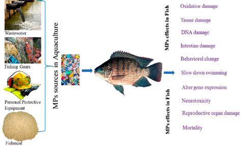 Sources of microplastics in aquaculture and studied effects in fish ...