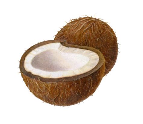 Coconut Husk Illustrations, Royalty-Free Vector Graphics & Clip Art - iStock