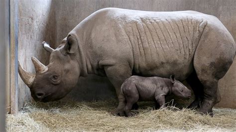 Rare Black Baby Rhino Born in Iowa Zoo - ABC News