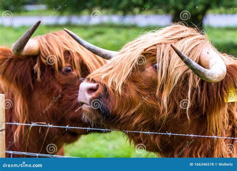 Highland bull in Scotland stock photo. Image of brown - 166346578