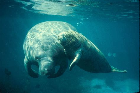 🔥 [80+] Manatee Wallpapers | WallpaperSafari