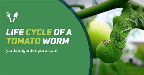 Life Cycle Of A Tomato Worm