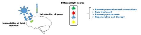 Strategic applications of Optogenetics strategy in different ...