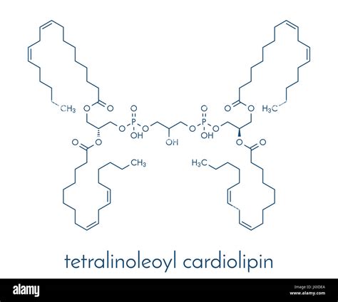 (Tetralinoleoyl Cardiolipin cardiolipin) molécula. Componente importante de la membrana interna ...