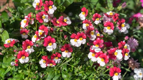 Nemesia Perennial Flower | Best Flower Site