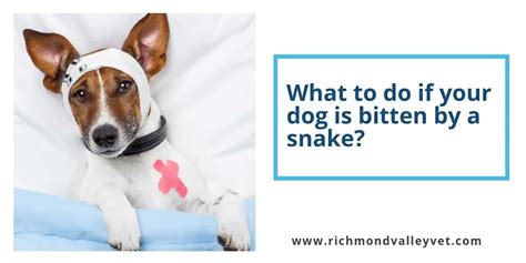 What to do if your dog is bitten by a snake? - Richmond Valley ...