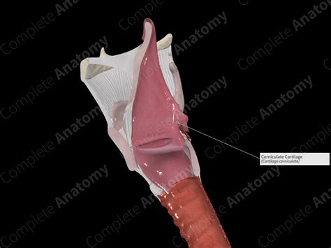 Corniculate Cartilage | Complete Anatomy