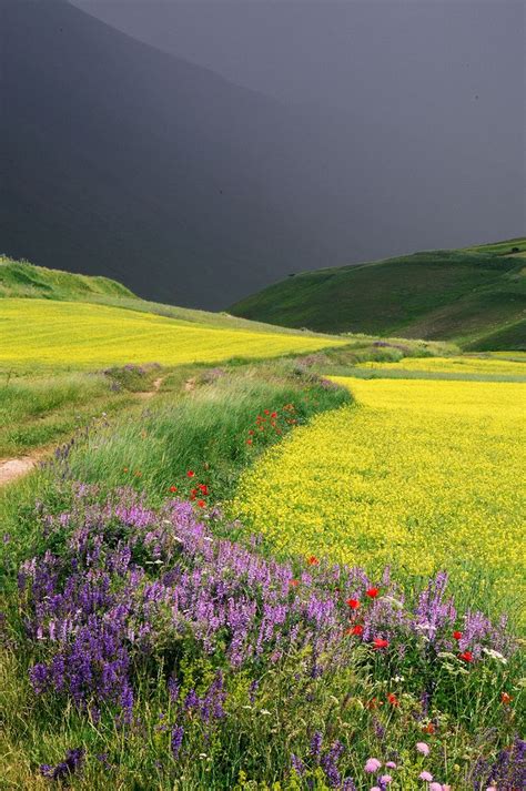 Lovely landscape with wildflowers – Artofit