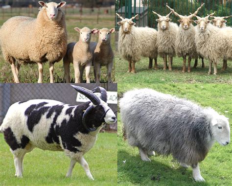 Sheep Breeds | ROY'S BLOG