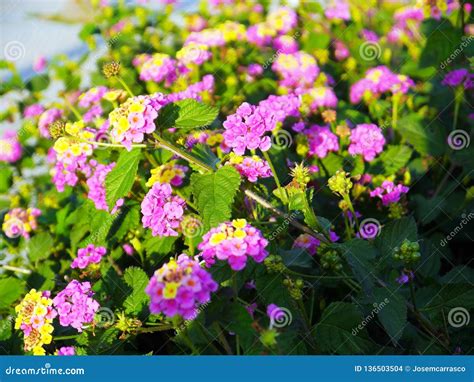 Lantana Verbenaceae Family Royalty-Free Stock Image | CartoonDealer.com ...