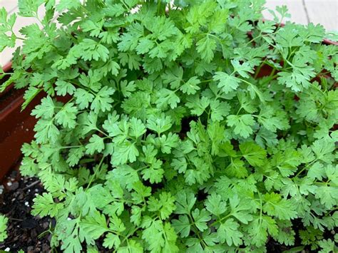 Chervil: A Culinary Herb with Ephemeral Grace - pegplant