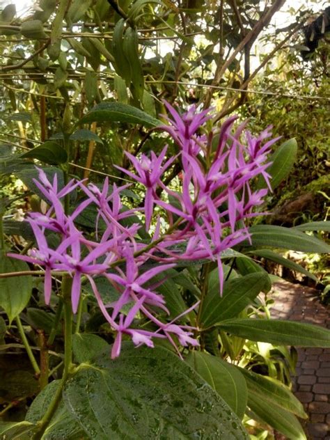 Blooming since Nov. 2013 | Atlanta botanical garden, Orchids, Botanical ...