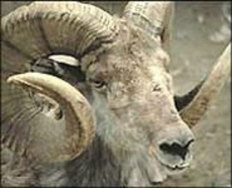 Argali sheep - CAMEO