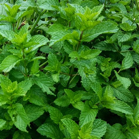 DIY Peppermint Extract - Advice From The Herb Lady