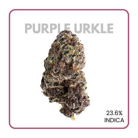 Purple Urkle | flowerz