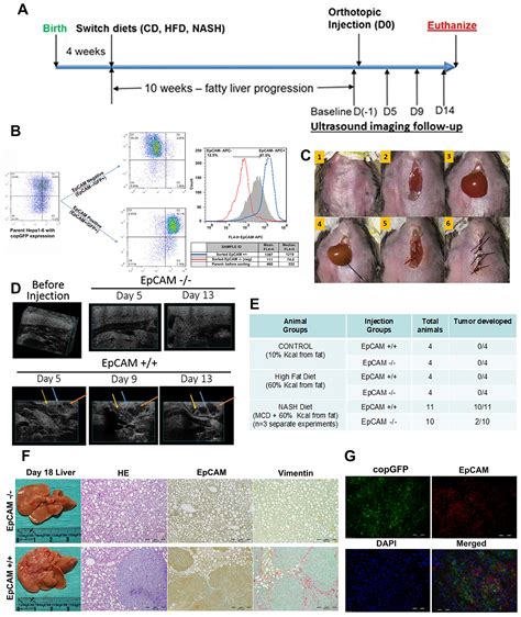 Carcinogenetic initiation contributed by EpCAM+ cancer cells in orthotopic HCC models of ...