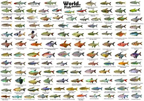 Tetra fish, Tropical fish aquarium, Fish chart