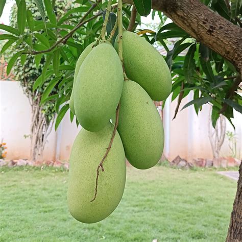 Keitt Mango Tree Height 1 2 FT At LemonFire.com