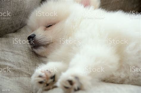 White Pomeranian Puppy Sleeping In The Bed Closeup Stock Photo ...