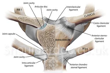 Sternoclavicular Joint | ShoulderDoc