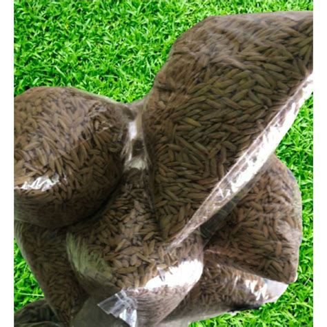 Jual Gabah Kering 1kg | Shopee Indonesia