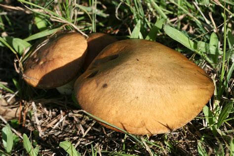 Suillus granulatus - introduced | Suillus granulatus near To… | Flickr