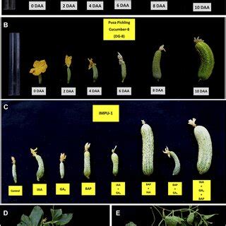 Parthenocarpic fruit development and the effects of the exogenous ...