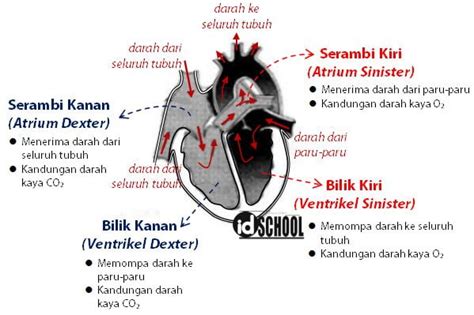 empat ruang dalam jantung - Jacob Kelly