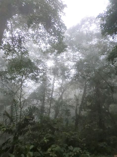 Postales de AYRE Venezuela: Bosque nublado del Parque Nacional Henry Pittier, Estado Aragua