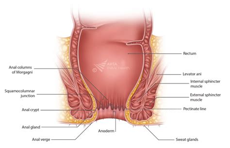 Rectal Pain - APTA Pelvic Health