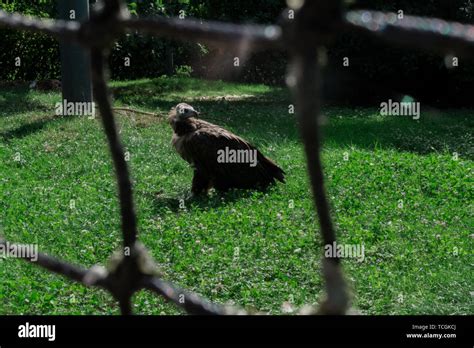 Vulture turning head close up Stock Photo - Alamy