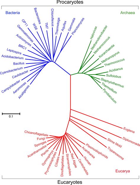 Domain Of Bacteria And Archaea Didoniam