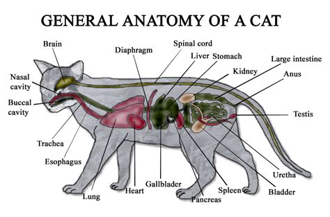 Cat Anatomy | Cats Wiki | Fandom