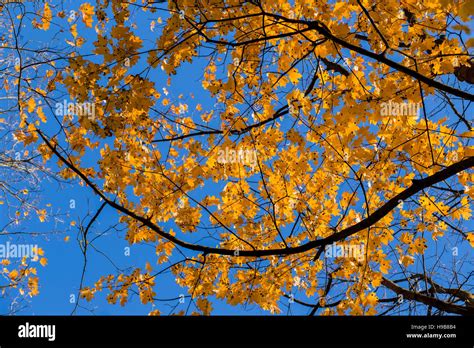 Fall leaves background Stock Photo - Alamy